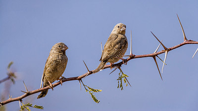 BUITEN BEELD Foto: 226211