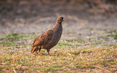 BUITEN BEELD Foto: 226222