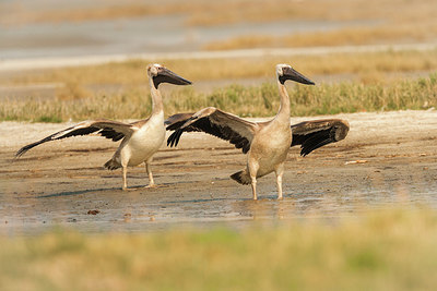 BUITEN BEELD Foto: 226227