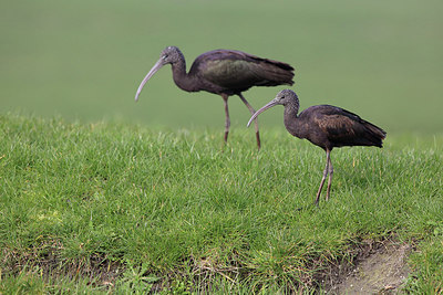 BUITEN BEELD Foto: 226336