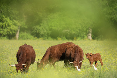 BUITEN BEELD Foto: 226349