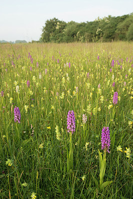 BUITEN BEELD Foto: 226351