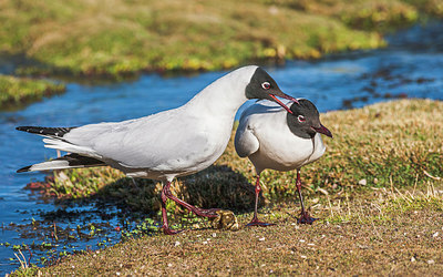 BUITEN BEELD Foto: 226375