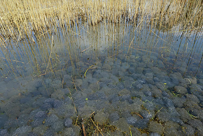 BUITEN BEELD Foto: 226400