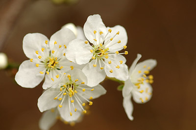 BUITEN BEELD Foto: 226420
