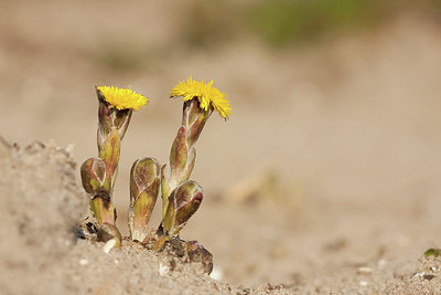 BUITEN BEELD Foto: 226421