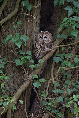 BUITEN BEELD Foto: 226474