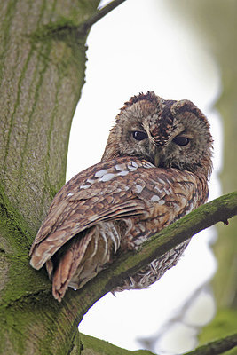 BUITEN BEELD Foto: 226552