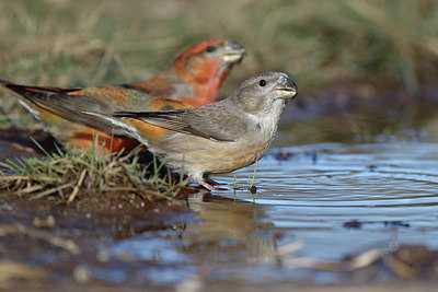 BUITEN BEELD Foto: 226557