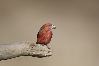 BUITEN BEELD Foto: 226561