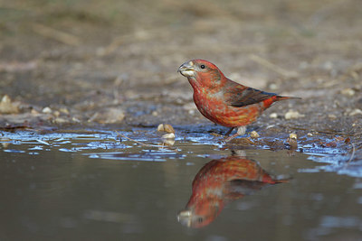 BUITEN BEELD Foto: 226570
