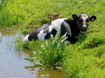 BUITEN BEELD Foto: 226665