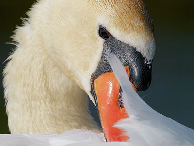 BUITEN BEELD Foto: 226737