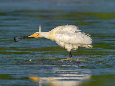 BUITEN BEELD Foto: 226761