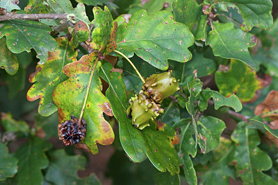 BUITEN BEELD Foto: 226959