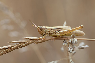 BUITEN BEELD Foto: 226963