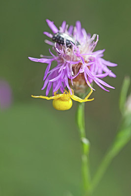 BUITEN BEELD Foto: 226964