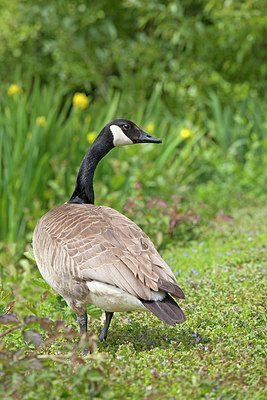 BUITEN BEELD Foto: 226987