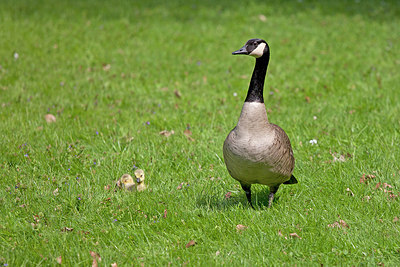 BUITEN BEELD Foto: 226989