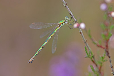 BUITEN BEELD Foto: 226997