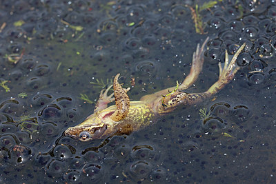 BUITEN BEELD Foto: 227002