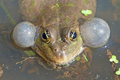 BUITEN BEELD Foto: 227034