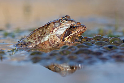 BUITEN BEELD Foto: 227041