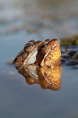 BUITEN BEELD Foto: 227043