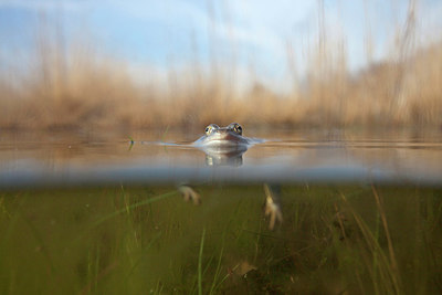 BUITEN BEELD Foto: 227057