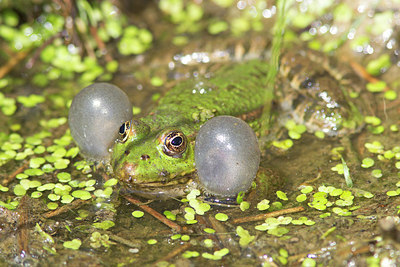 BUITEN BEELD Foto: 227058