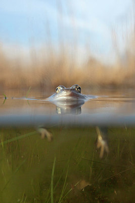 BUITEN BEELD Foto: 227064