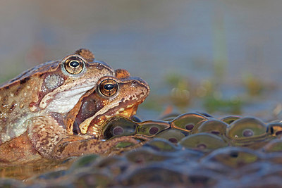 BUITEN BEELD Foto: 227072