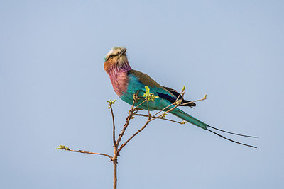 BUITEN BEELD Foto: 227091