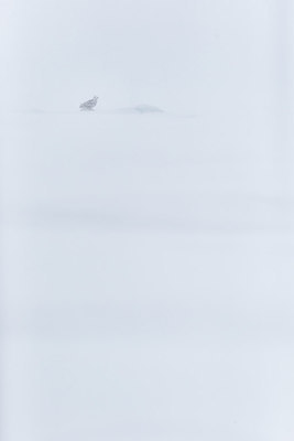 BUITEN BEELD Foto: 227129