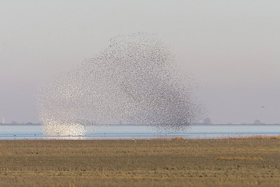 BUITEN BEELD Foto: 227131