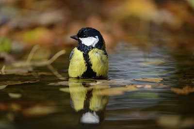 BUITEN BEELD Foto: 227136