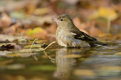 BUITEN BEELD Foto: 227137