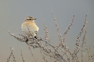 BUITEN BEELD Foto: 227139