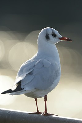 BUITEN BEELD Foto: 227165