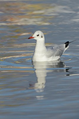 BUITEN BEELD Foto: 227171