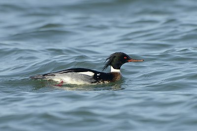 BUITEN BEELD Foto: 227173