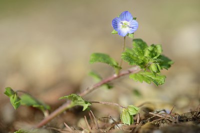 BUITEN BEELD Foto: 227179