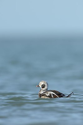 BUITEN BEELD Foto: 227184