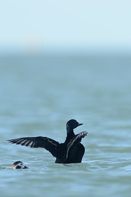 BUITEN BEELD Foto: 227190