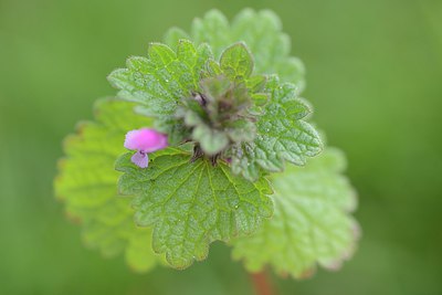 BUITEN BEELD Foto: 227195
