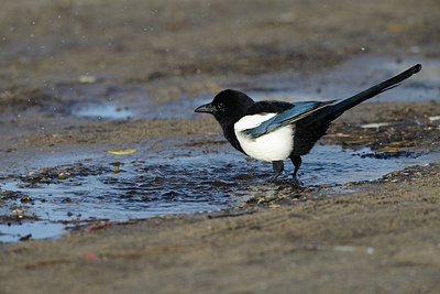 BUITEN BEELD Foto: 227201