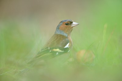 BUITEN BEELD Foto: 227238