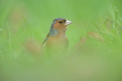 BUITEN BEELD Foto: 227241