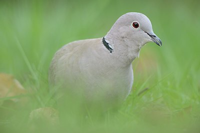 BUITEN BEELD Foto: 227244
