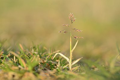 BUITEN BEELD Foto: 227245